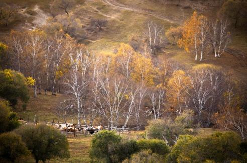 Golden Autumn Ranch 1