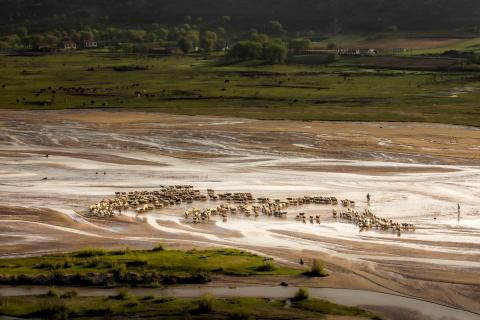 Shepherd in mudflat