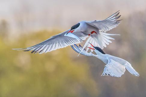 Tern going for a free meal