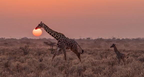Sunrise in Amboseli