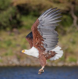 African fish eagle 81