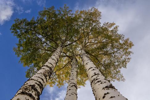 Aspens Looking Up 01