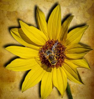 Hover Fly in Sunflower