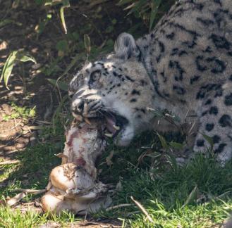 Snow Leopard with Bone