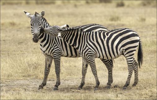 Zebra Affection