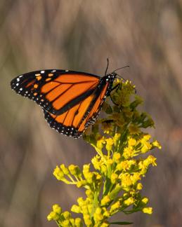 Migrating monarch 6850