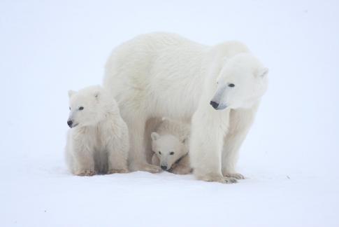 Two Cubs with Mom