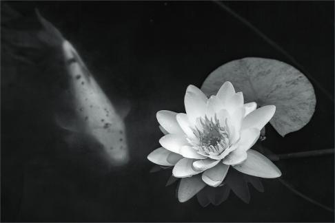 Water Lily and Koi