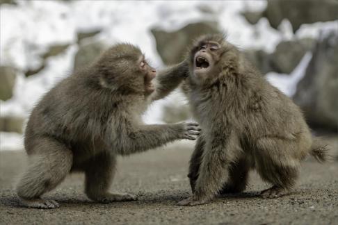 Young Snow Monkeys Playing