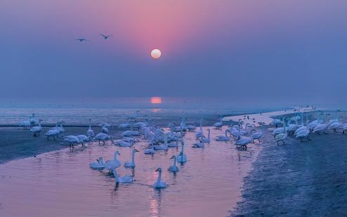 Swan Lake at dawn B