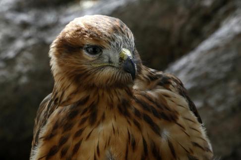 Falcon Portrait 3