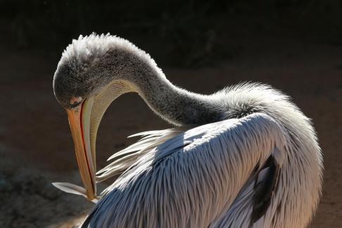 Pink Backed Pelican Preening