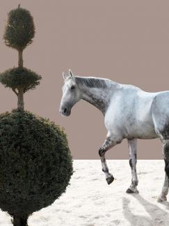 White horse love1
