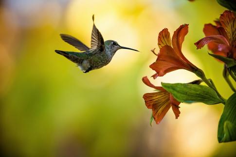 hummingbird7