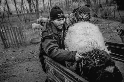 Southern Xinjiang sheep farming hou