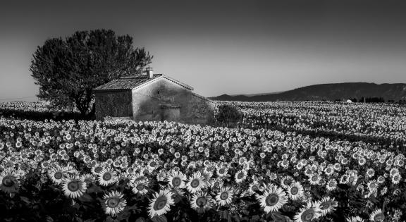 Sunflower field in Provence