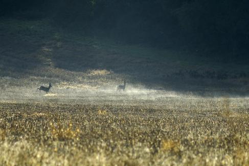 Deer in mist