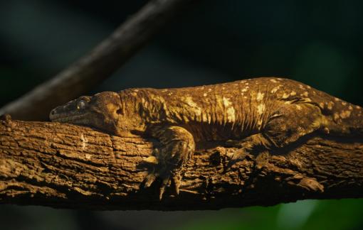 Caledonian giant gecko