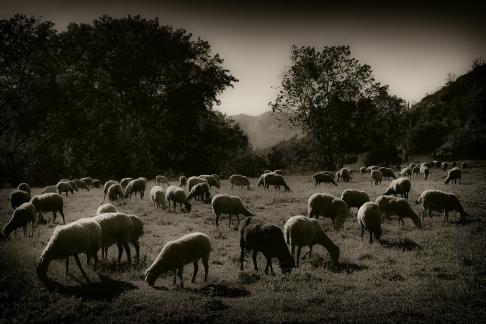 Moutons a Biure