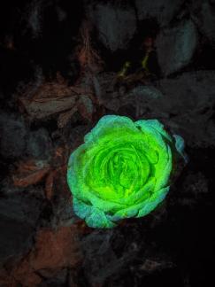 Green rose