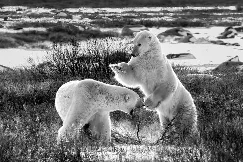Polar bears tap on the head