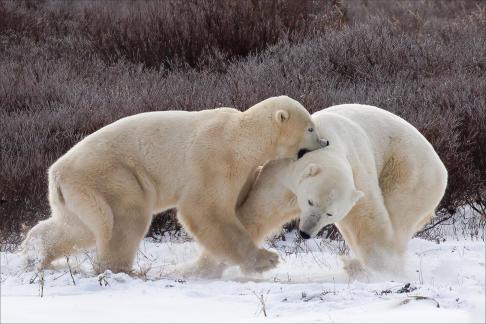 Polar Bears sparring bites 4834