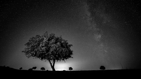 Maple trees welcome the Milky Way