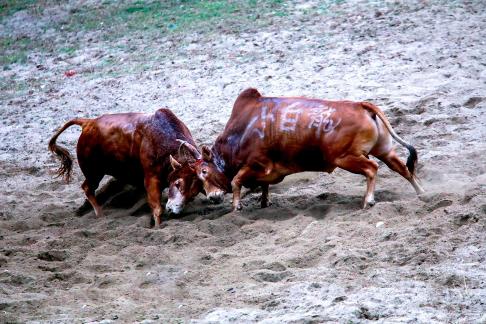 Intense Bullfighting