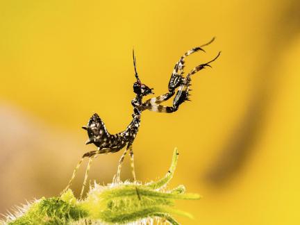 thorn flower mantis dance