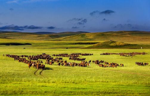 Horses galloping on the grassland