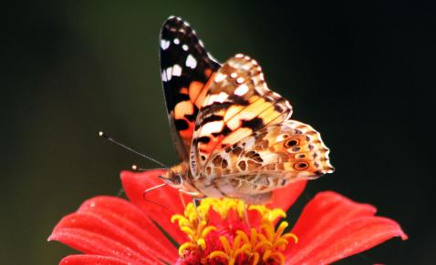 Butterflies gather honey