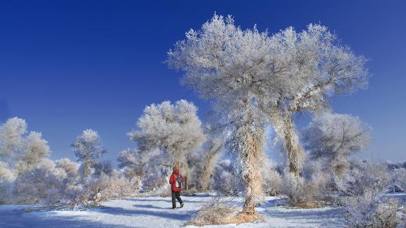 Snow tree C1