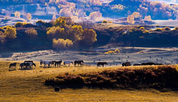 Bashang Autumn