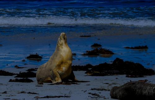 sea lion