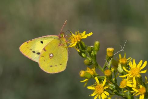 CROCEUS ON A YELLOW FLOWER 2024