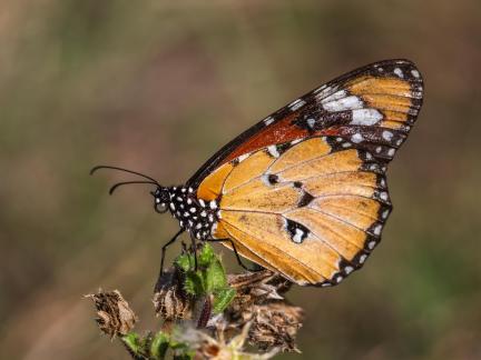 BUTTERFLY  DANAUS 2024