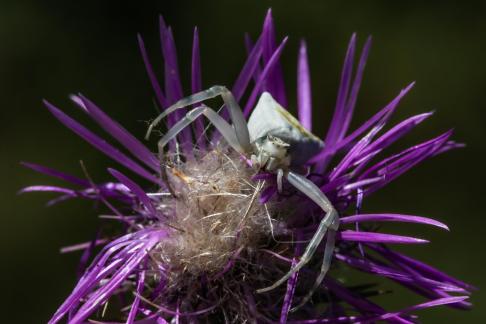 CRAB SPIDER 2024 A