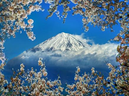 Flower Embracing Snow Mountain