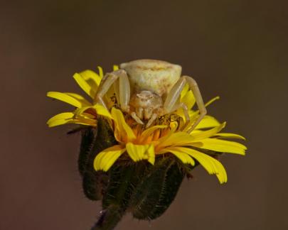 SPIDER RESTING