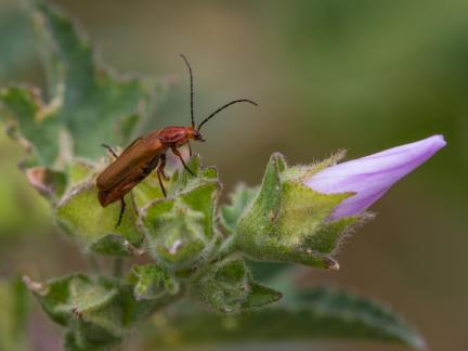 COMMON RED SOLDIER BEETLE