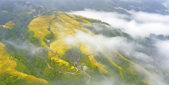 QC Cloud and Mist Terraced Fields