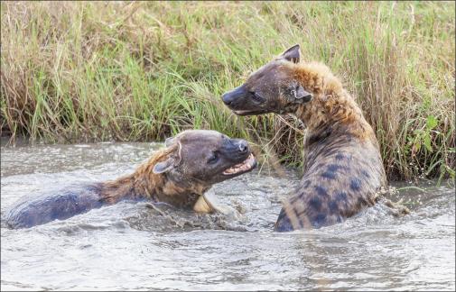 Hyena in Water