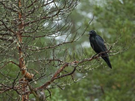 Northern raven in a tree