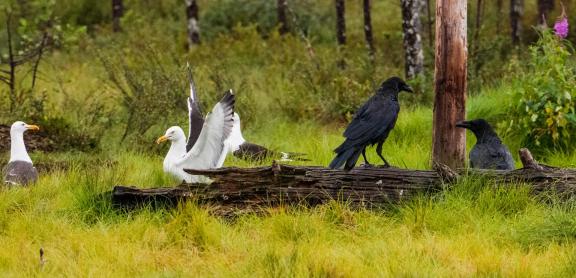 Gulls and ravens