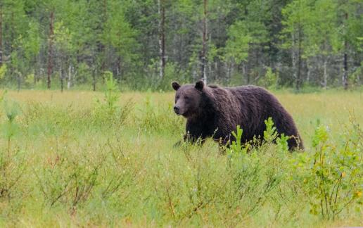 Bear in the swamp