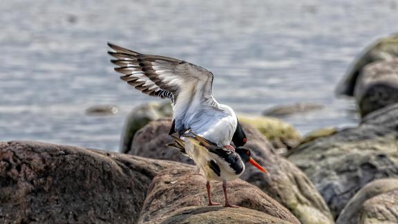 Mating Oystercatchers