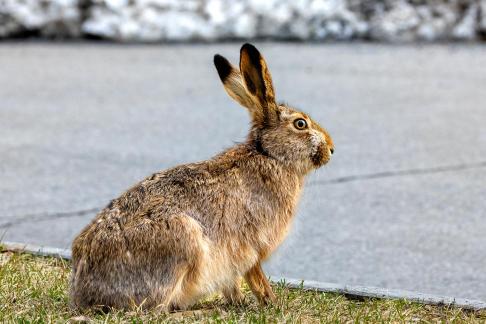 Posing City Hare