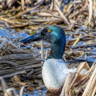 Sheltered by Reeds