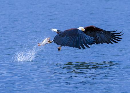 Bird and water3