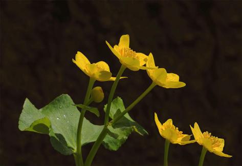 Marsh Marigold